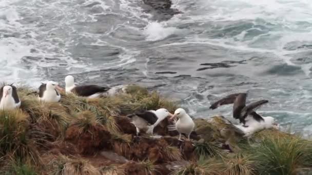 Siyah kaşlı Albatroslar — Stok video