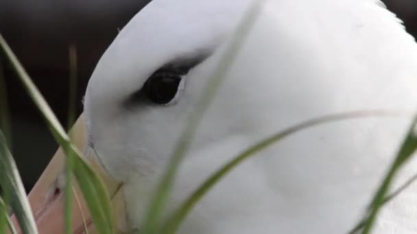 Albatross verkering kuiken — Stockvideo