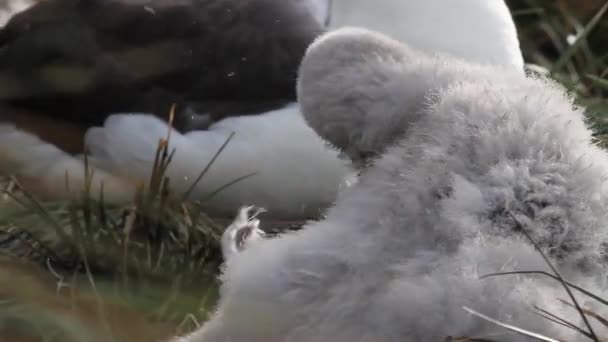 Black browed Albatross scratching — Stock Video