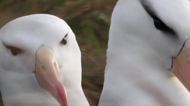 Albatrosses preening on shore — Stock Video