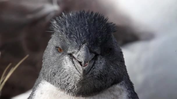 Rockhopper pinguïn zittend op oever — Stockvideo