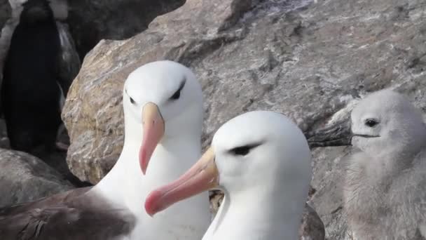 Birds sitting on shore with their chick — Stock Video