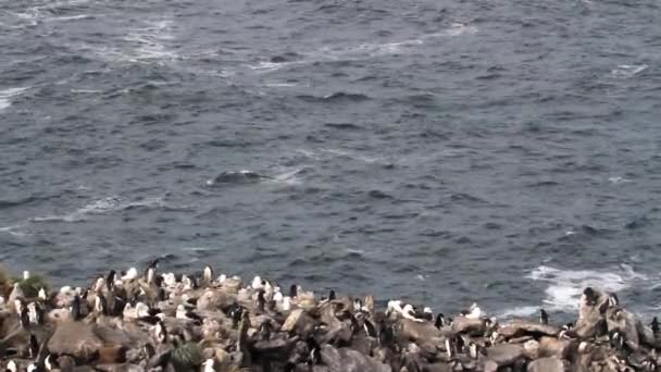 Pinguins em pé na costa — Vídeo de Stock