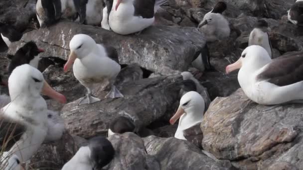 Пингвины и птицы сидят на берегу — стоковое видео