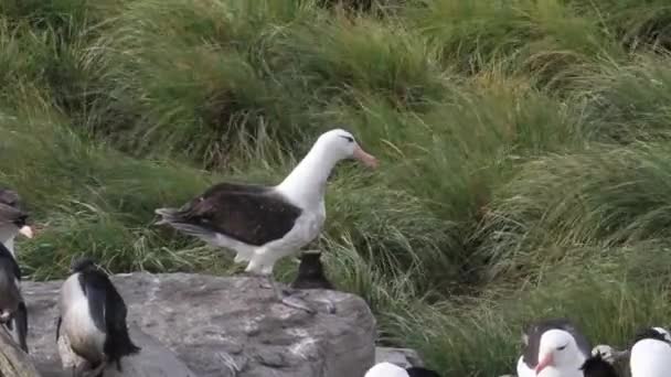 Pingüinos y aves sentados en la orilla — Vídeo de stock