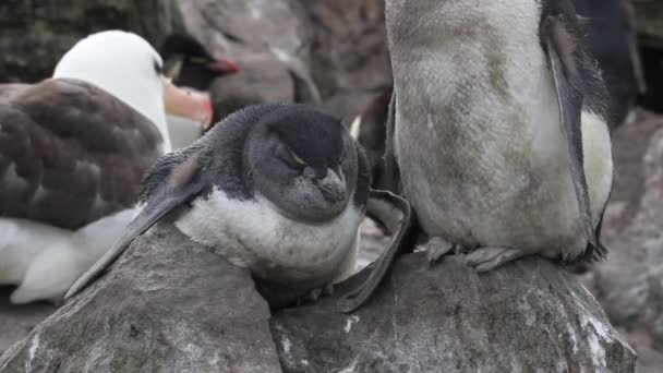 Pingüinos sentados en la orilla — Vídeo de stock