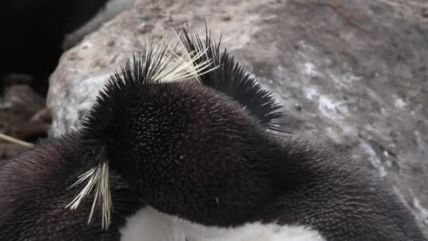 Corteggiamento dei pinguini Rockhopper — Video Stock