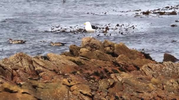 Kelp gabbiano stand su una roccia — Video Stock