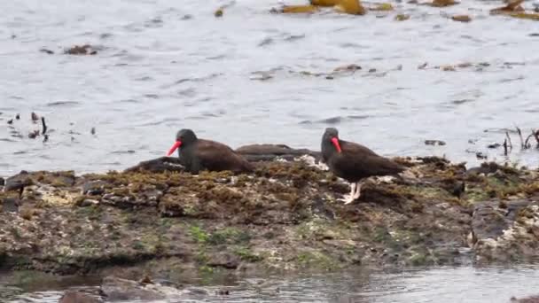 Siyah oystercatcher kuşlar — Stok video