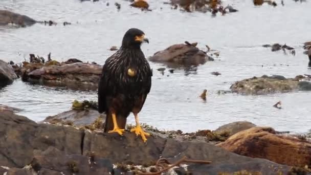 Uccello caracara striato — Video Stock