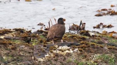 Siyah oystercatcher kuş