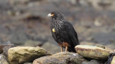 çizgili caracara kuş