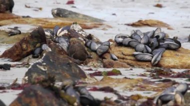 Siyah cinclodes yeme