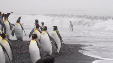 Kral penguen kolonisi