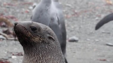 Fok Kral tarafından penguenler çevrili.