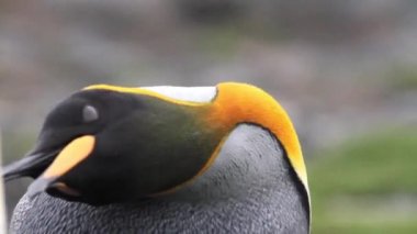 Penguenler kıyıdaki Kral
