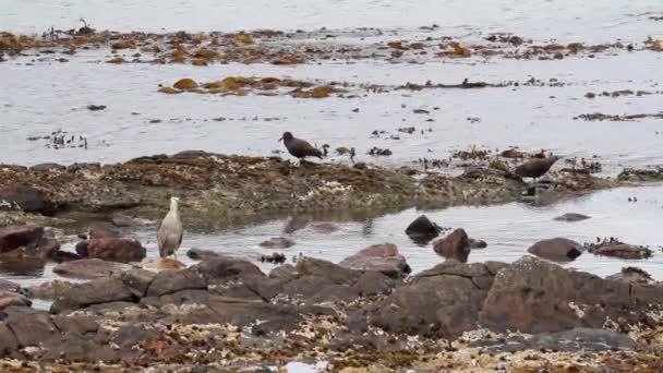 Птицы прогуливаются по берегу — стоковое видео