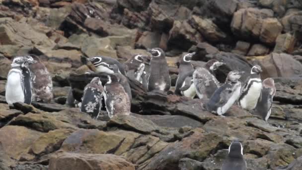 Pingwiny siedzi na skałach — Wideo stockowe