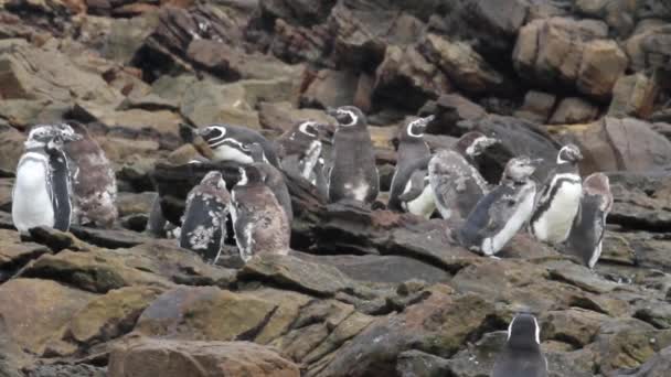 Pingüinos sentados sobre rocas — Vídeo de stock