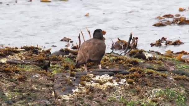 Svart oystercatcher fågel — Stockvideo