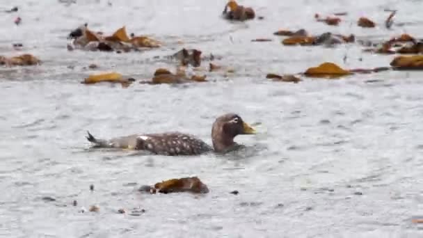 Anatra a vapore senza volo — Video Stock