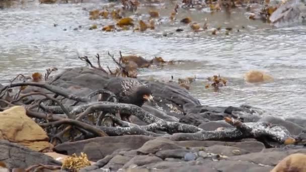 Ave caracara estriada — Vídeo de Stock