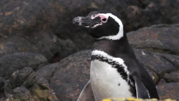 Bir kaya üzerinde penguen duran — Stok video