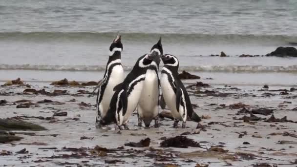 Macellan penguenleri sahilde duran — Stok video