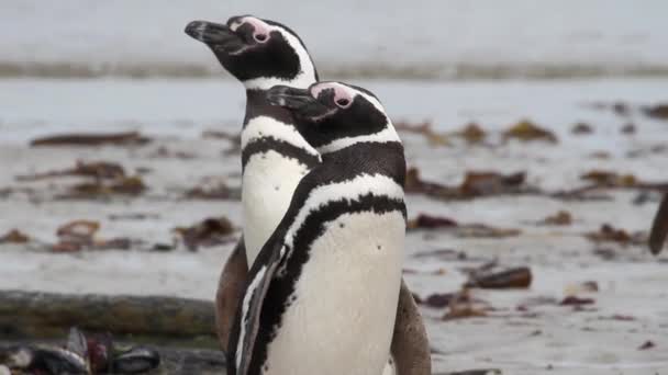 Macellan penguenleri sahilde duran — Stok video