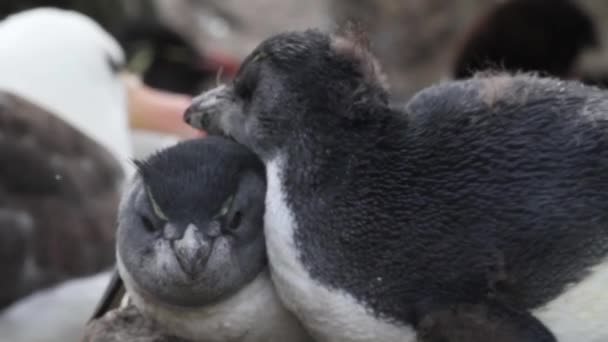 イワトビ ペンギンの求愛 — ストック動画