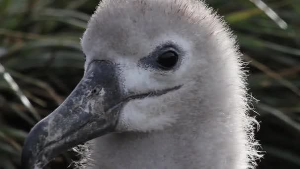 Negro ceja Albatross limpieza — Vídeos de Stock