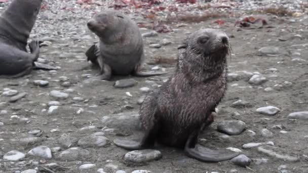 Seals on the shore in Iceland — Stock Video
