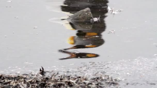 Pingvin reflektion i vatten — Stockvideo