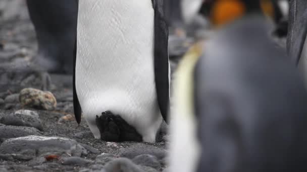 Königspinguin-Kolonie — Stockvideo