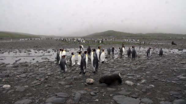 Colonia de pingüinos rey — Vídeo de stock