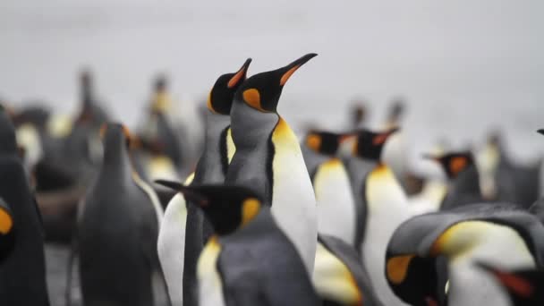 Kung pingvin koloni — Stockvideo
