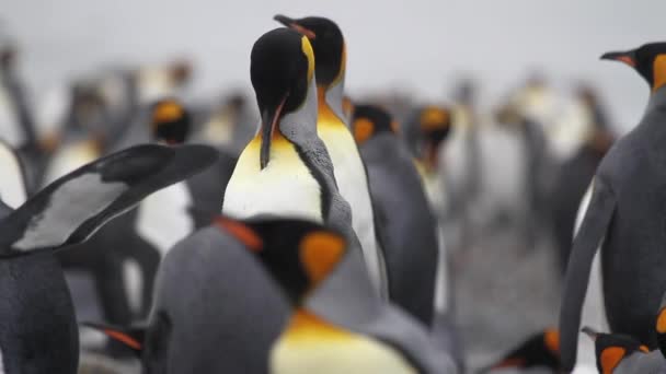 Король колонії пінгвінів — стокове відео