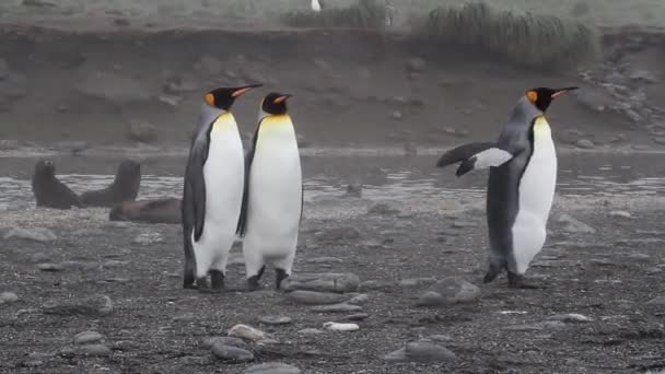 Pingüinos rey en la playa — Vídeos de Stock