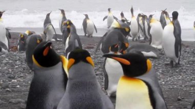 Kral penguen kolonisi