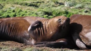 Mühürler yeşil çim üzerinde yalan
