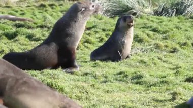 Güney kürk fokları çalıştıran