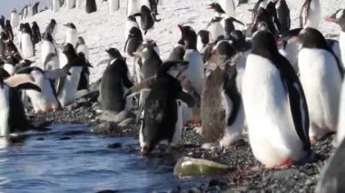 Siyahlısı sahilde yürüyen penguenler