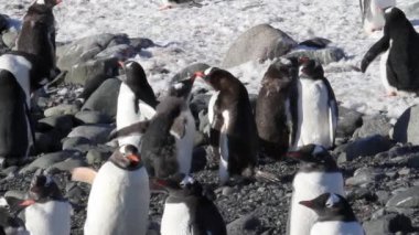 Kıyıda yemek penguenler