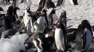 Kıyıda çalıştıran penguenler