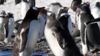 Kıyıda aşağılık penguenler