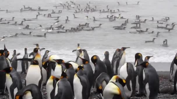 Königspinguin-Kolonie — Stockvideo