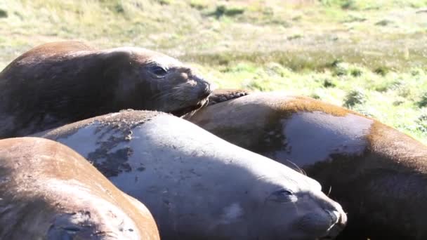 Elephant seals frkání — Stock video