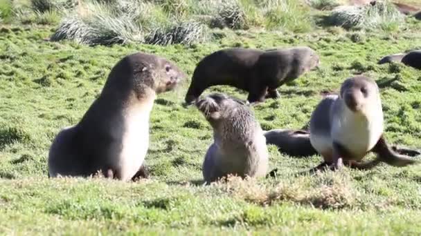 Южные тюлени играют — стоковое видео