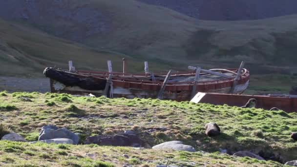 Baleines anciennes Bateau — Video