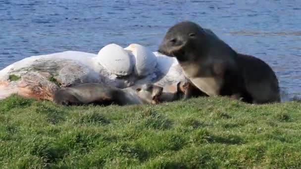 Zuidelijke bont zeehonden liggen — Stockvideo